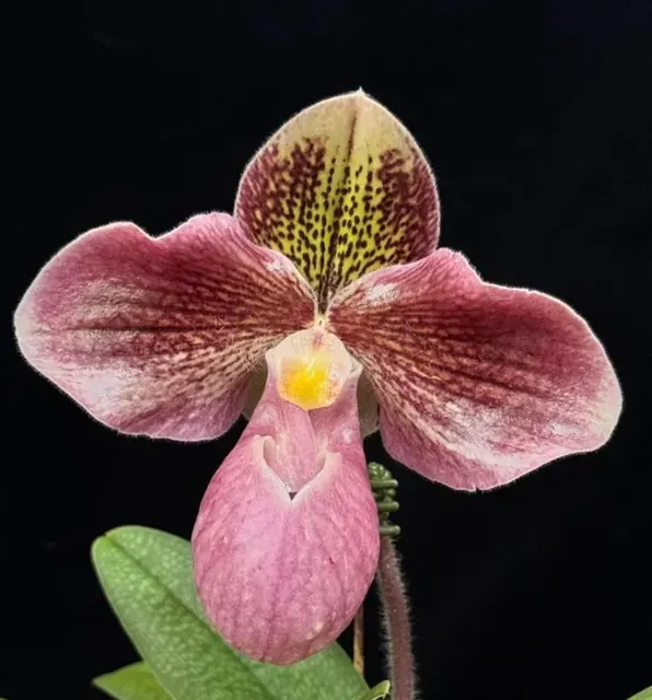 Paphiopedilum LAOTIAN BEAUTY (Paphiopedilum)