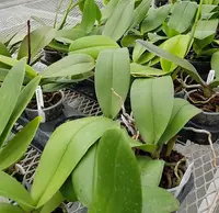 Mature Phalaenopsis Plant (4" Pot)- Not Blooming — Phal. Precious Love