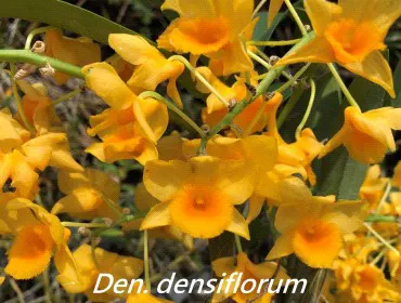 Dendrobium densiflorum (Dendrobium)