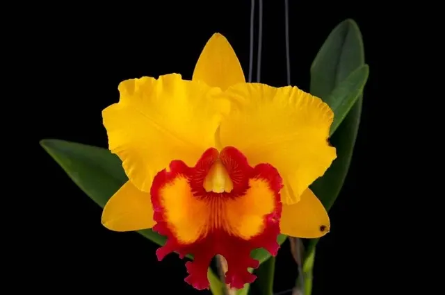 Cattleya Alliance - Rlc. Nakornchaisri Delight (Cattleya)