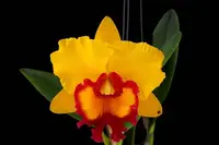 Cattleya Alliance - Rlc. Nakornchaisri Delight