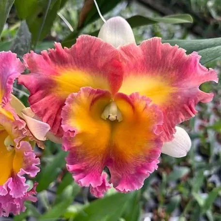 Rhyncholaeliocattleya Pegasus Fantasy 'Sanctuary' (Rhyncholaeliocattleya)