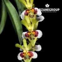 CHYTROGLOSSA MARILEONIAE SMALL ORCHID MOUNTED