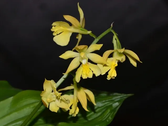 Calanthe hancockii