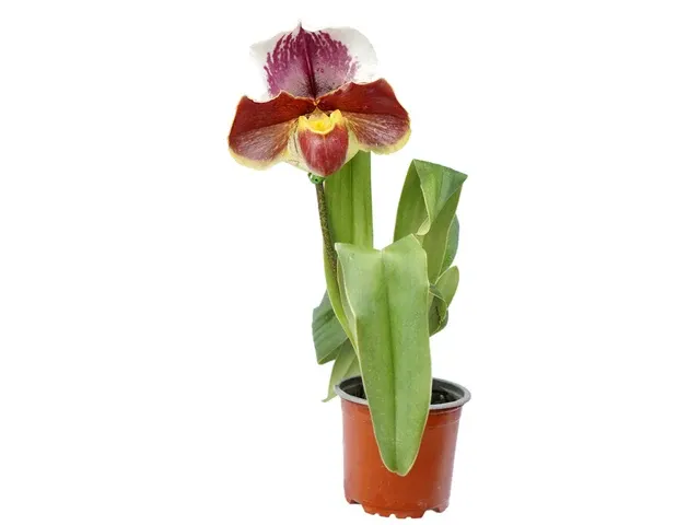 Paphiopedilum Cocoa Chilwin X Paph. Cocoa Motto Kitty (Paphiopedilum)