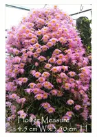 Den. loddigessi