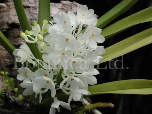 Vanda ampullacea 'Thai Snow' (Vanda)