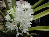 Ascocentrum ampullaceum 'Thai Snow'