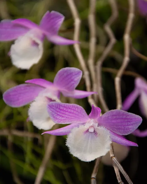Dendrobium aphyllum 'Shining Pink' (Dendrobium)