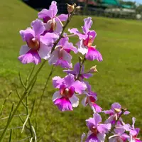 [National flower] Bundle of 3 Blooming Papilionanthe Miss Joaquim, Vanda Miss Joaquim