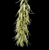 Dendrobium strongylanthum