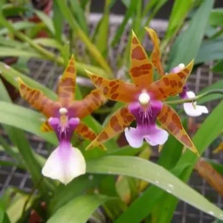 Miltonia clowesii (Miltonia)
