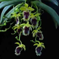 Haraella retrocalla sp.
