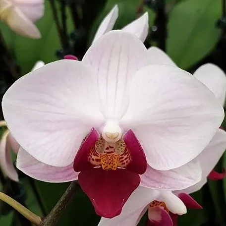 Phalaenopsis Little Gem Stripes