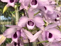 Den. Nestor 'Blue Angel' (parishii x anosmum) (DNBA) (Hybrid)