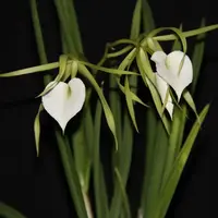 Brassavola Little Stars