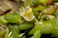 Dendrobium toressae (Dockrillia)