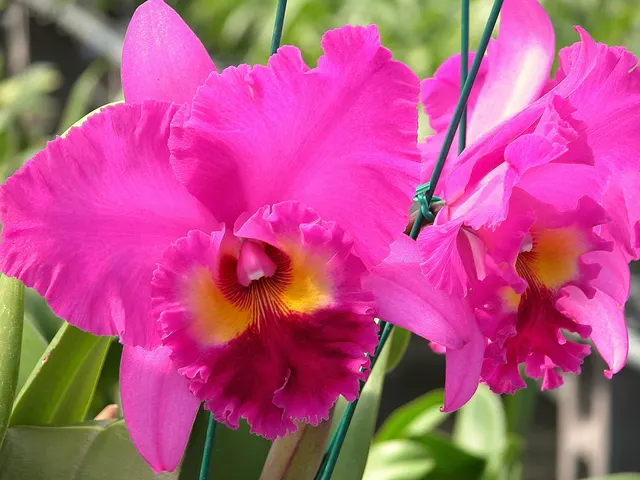 Brassolaeliocattleya Ronald's Canyon 'Kokohead' (Brassolaeliocattleya)