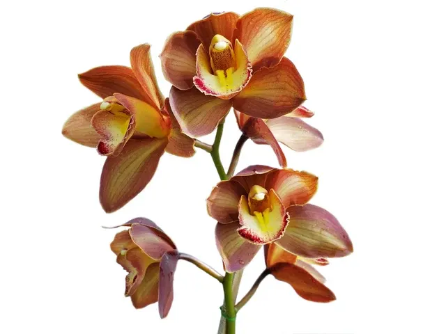 Cymbidium La Rayada (Cymbidium)
