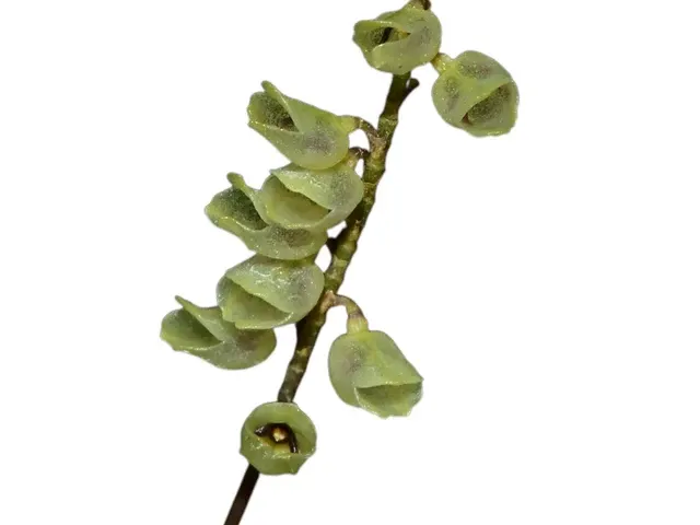 Lepanthopsis obliquipetala