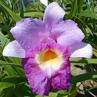 Sobralia Veitchii — Cal-Orchid Inc.