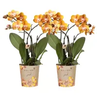 COMBI DEAL – 2 Las Vegas orchideeën – Ø12cm