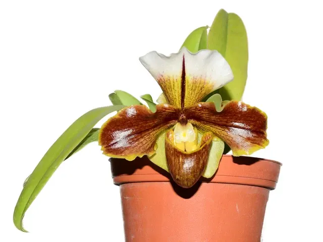 Paphiopedilum GXAAS Light (Paphiopedilum)