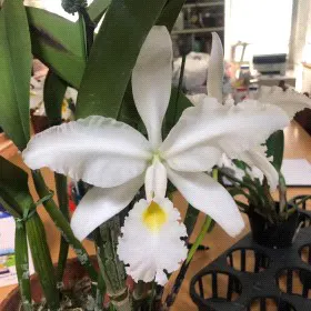 Cattleya warscewiczii 'Escarcha' (Cattleya)