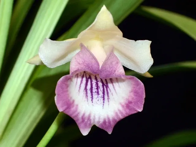 Cochleanthes marginata (Cochleanthes)