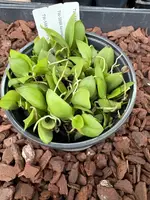 COMPOT-Aerangis seegeri