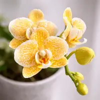 Phalaenopsis Yaphon Golden Leopard 'AN6609'