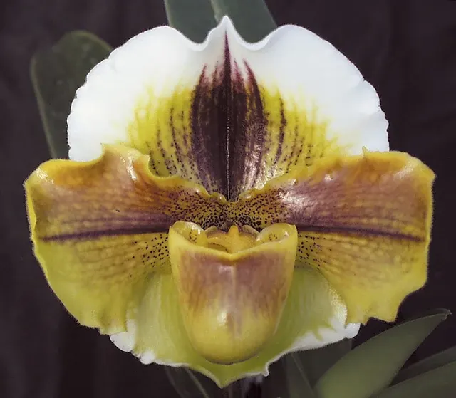 Paphiopedilum Van Ness ‘Husky’ (Paphiopedilum)
