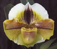 Paphiopedilum Van Ness ‘Husky’