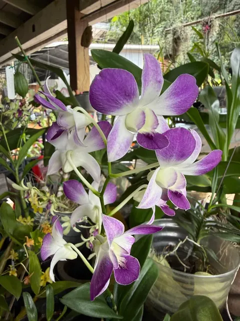 Dendrobium Blue Angel Orchid (Dendrobium)