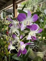 Dendrobium Blue Angel orchid — Not Currently In Bloom or Spike