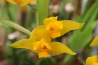 Lycaste aromatica x Cruenta #1