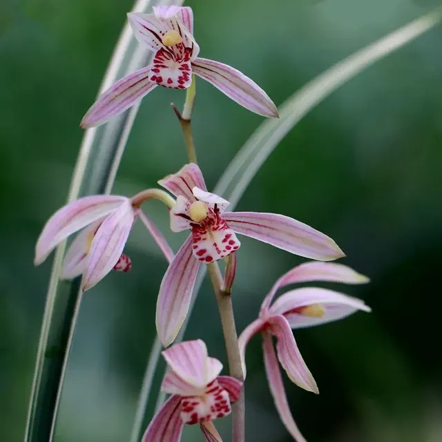 Cymbidium ensifolium 'Bai-Ma-Wang-Zi' (Cymbidium)