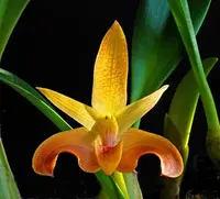 Bulbophyllum lobbii