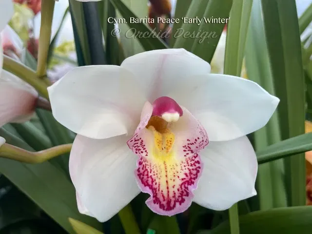 Cymbidium Barrita Peace 'Early Winter' (Cymbidium)