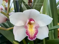 Cymbidium Barrita Peace ‘Early Winter' White with red spotted lip