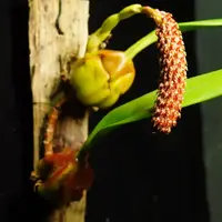 Bulbophyllum morphologorum
