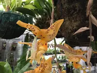 Stanhopea wardii