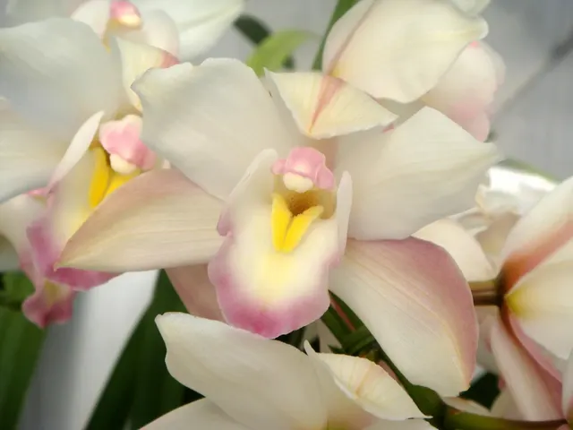 Cymbidium Seaside