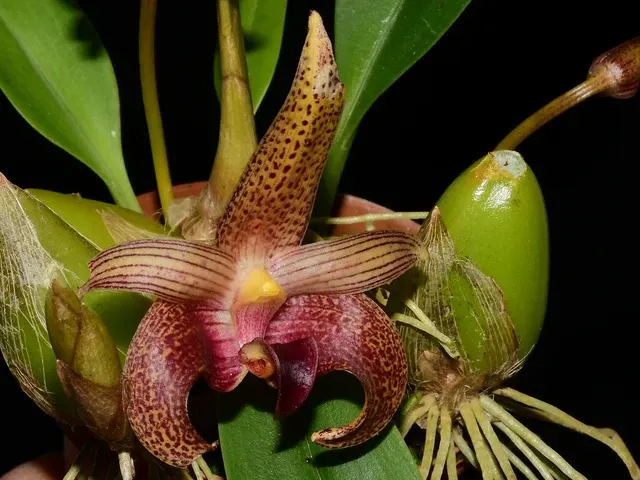 Bulbophyllum lobbii subsp breviflorum