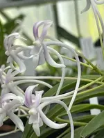Neofinetia falcata ‘Yeonhong’