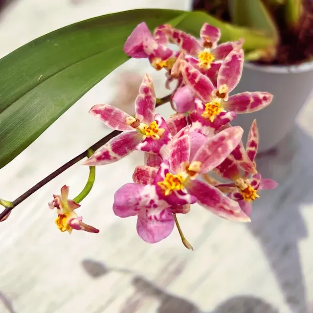 Oncidium Holm’s Wizard Var. #12 - Parfumat!