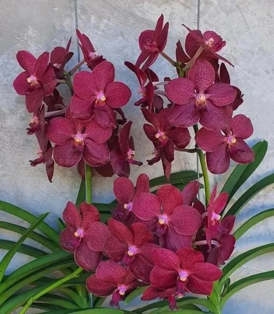 Vanda Merrillii × Dr. Anek (Vanda)