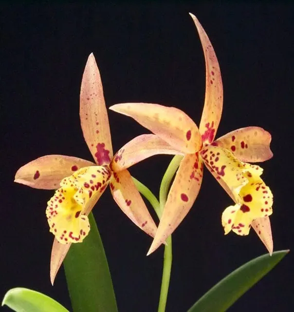 Cattleya Alliance: Potinara Hoku Gem (Cattleya)