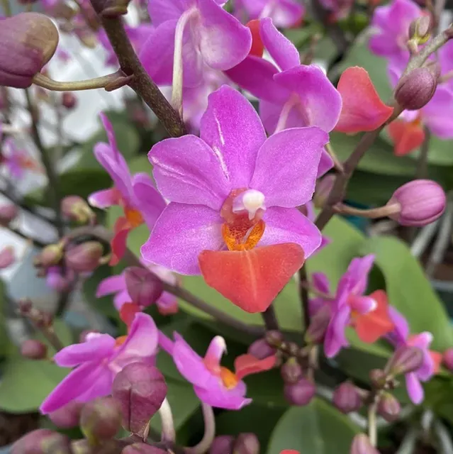 Phalaenopsis Liu Pink' *parfumata 'S Triprince'