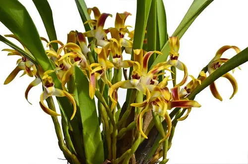 Maxillaria callichroma (Maxillaria)